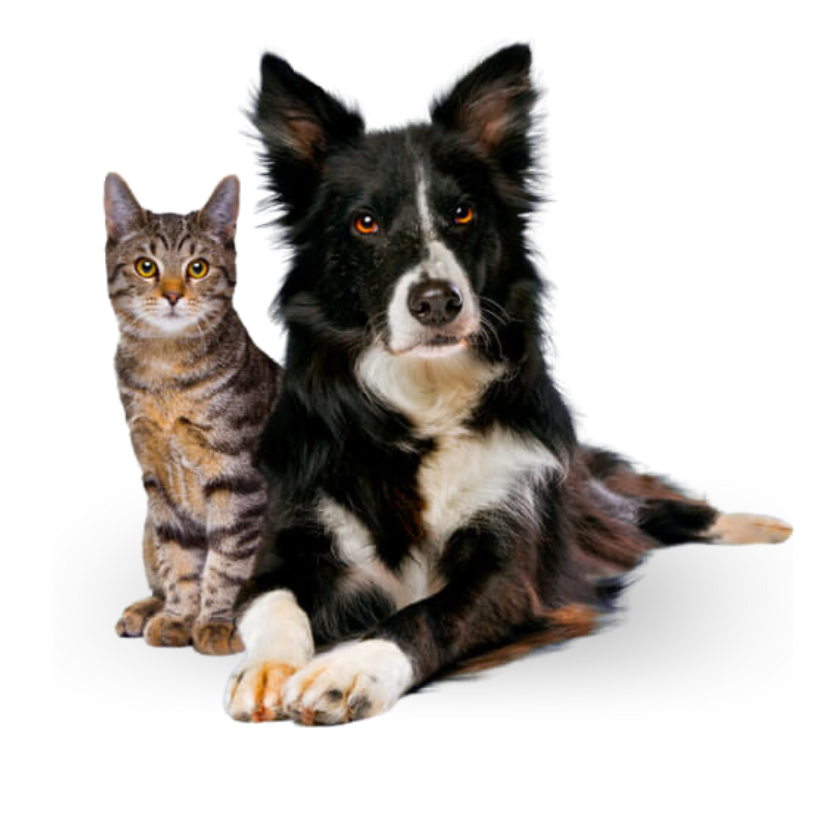 Mallas de Seguridad para Mascotas